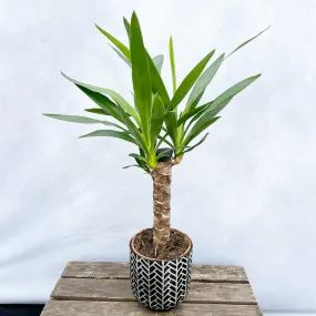 50 - 60cm Yucca Elephantipes (2 Head) 14cm Pot House Plant
