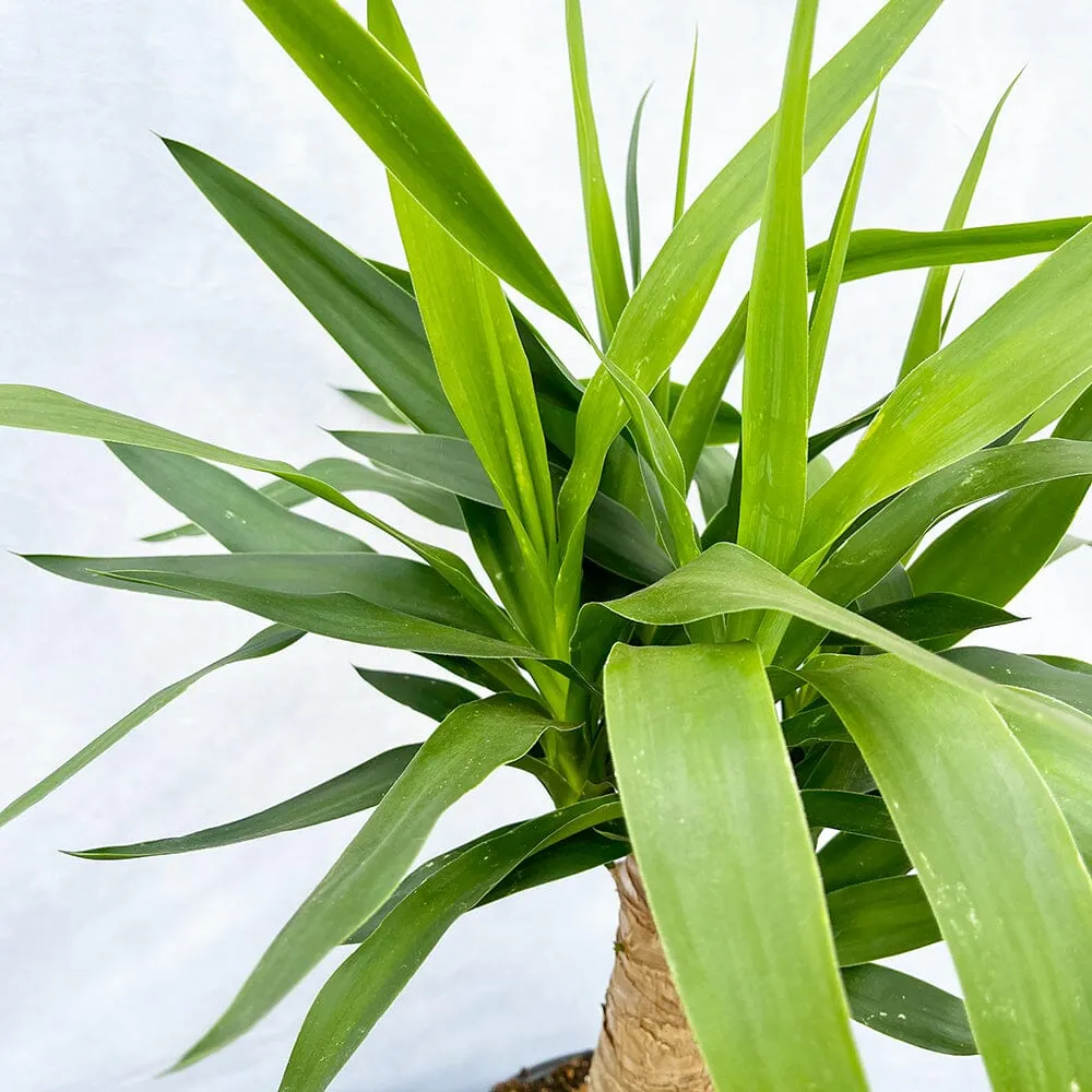 50 - 60cm Yucca Elephantipes (2 Head) 14cm Pot House Plant