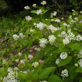 New Jersey Tea - Ceanothus americanus