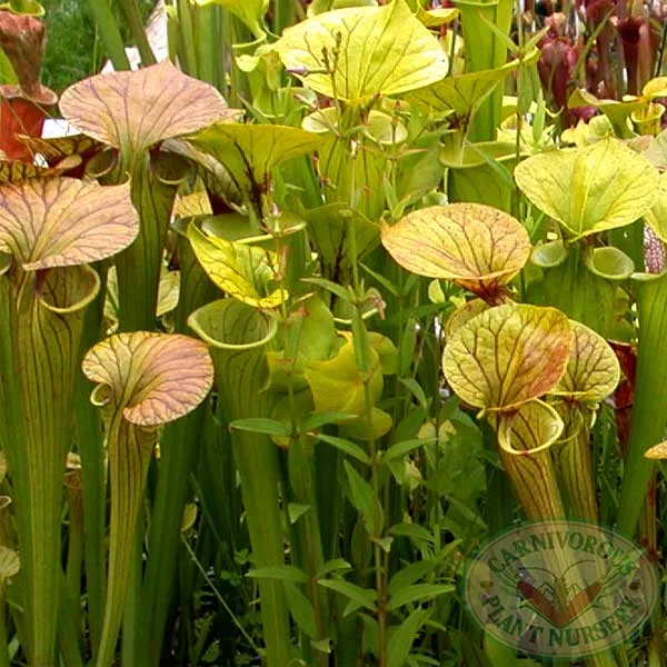 Sarracenia flava Seeds