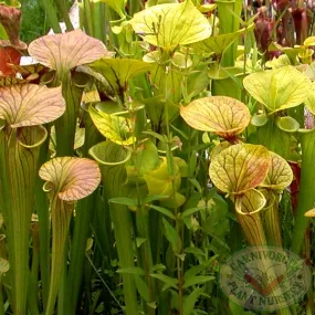 Sarracenia flava Seeds