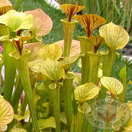Sarracenia flava Seeds