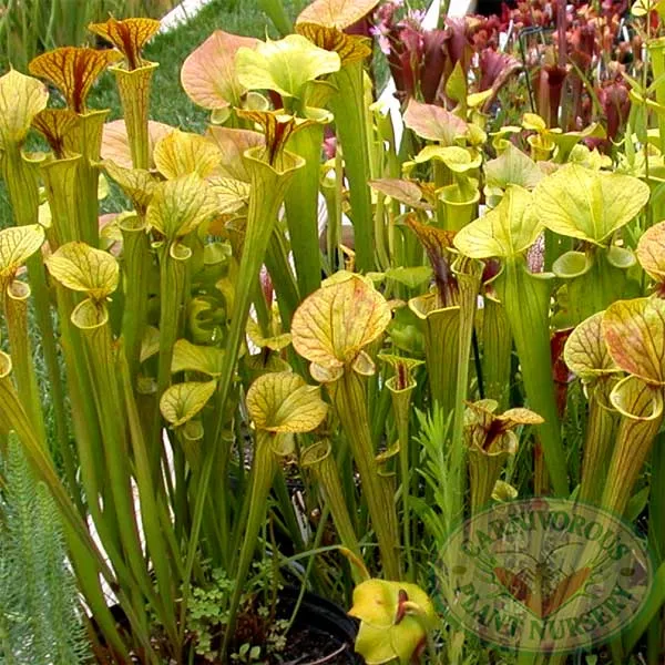 Sarracenia flava Seeds