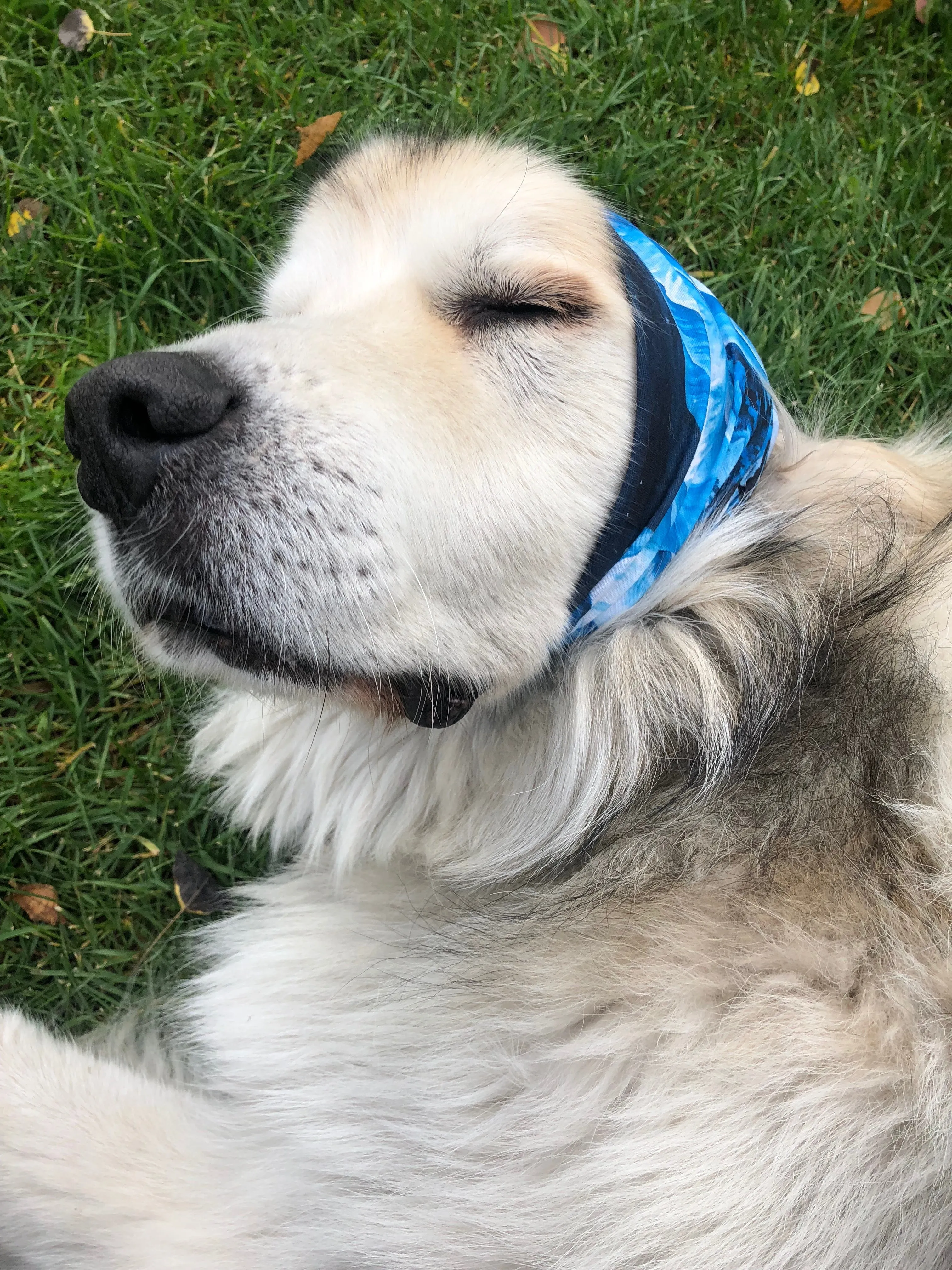 Turnagain Pass Headband